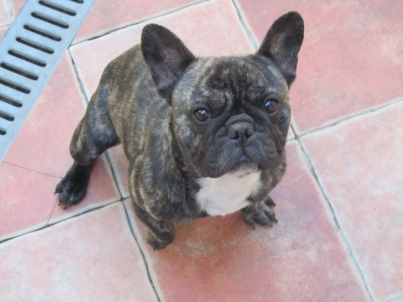 Fergus angus Des bouldamours