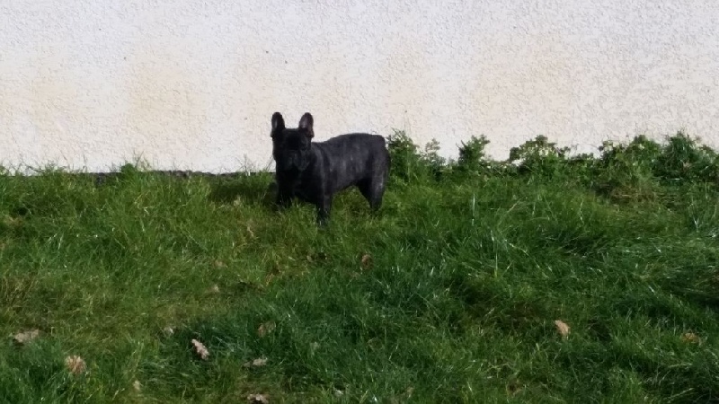 Les boulis nés chez nous