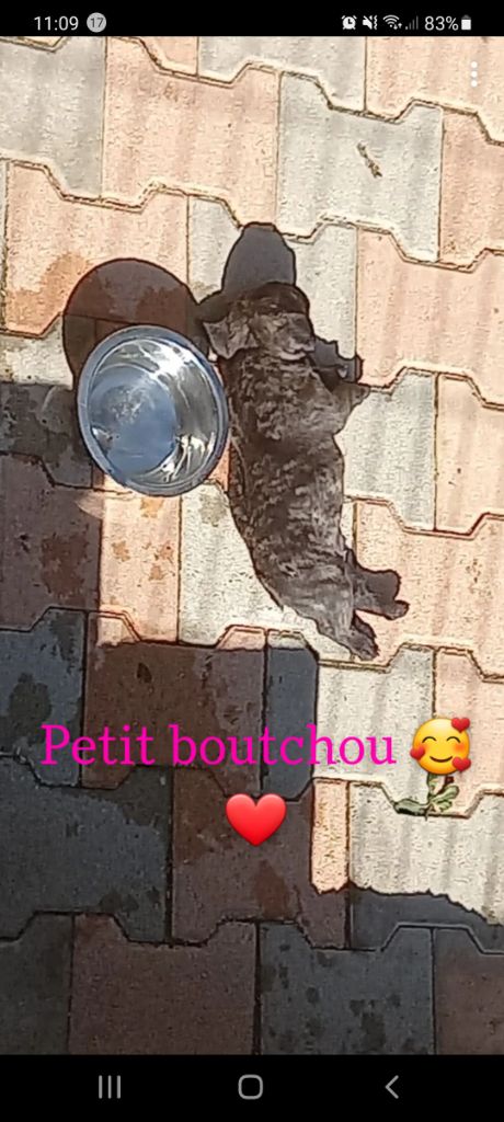 Du Chemin Des 3 Joyaux - Chiots disponibles - Bouledogue français